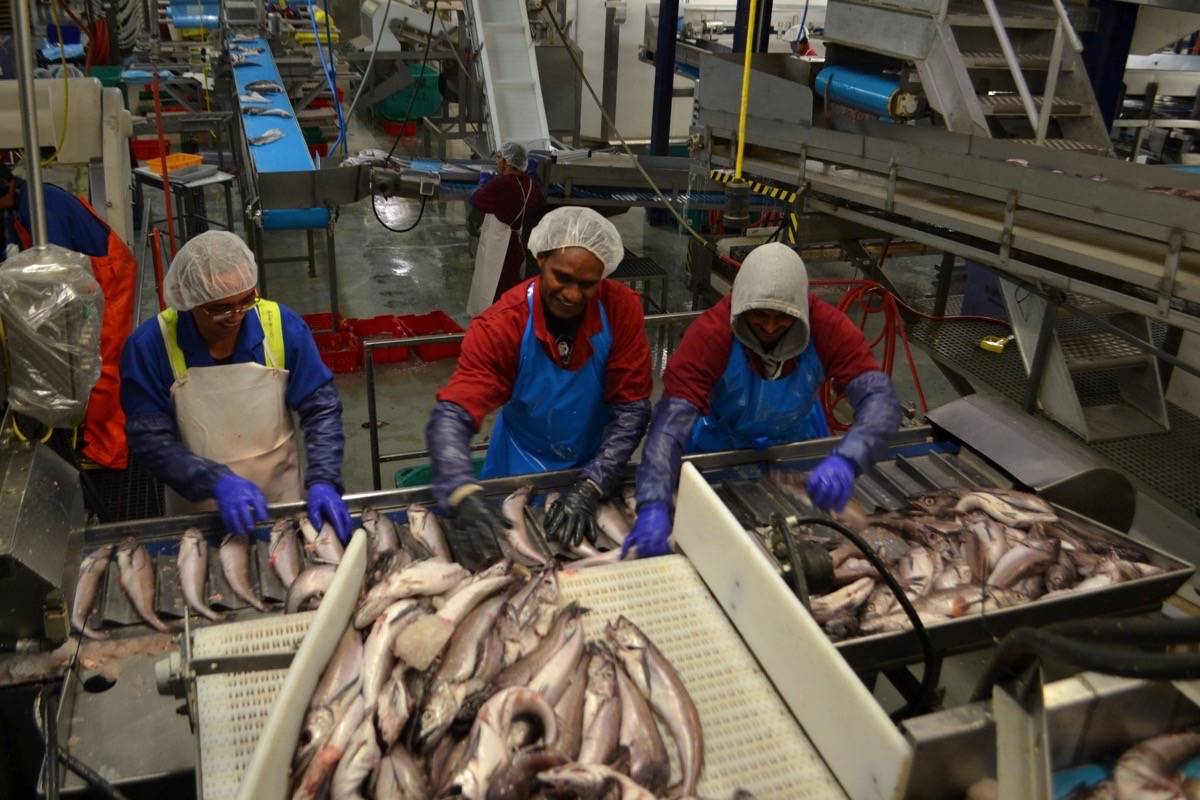 Fish Plant Worker